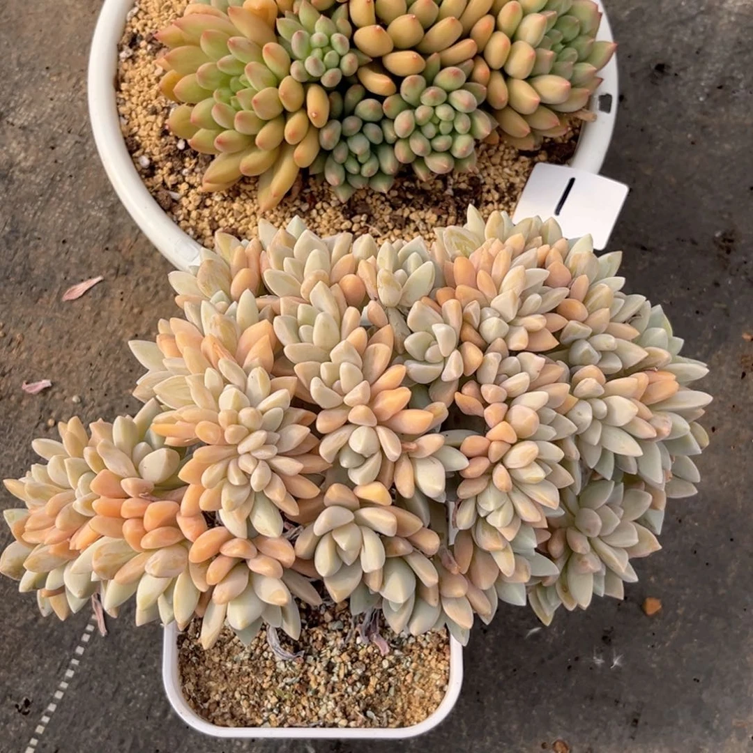 九***思8.1-1淡雪 岩字111111111