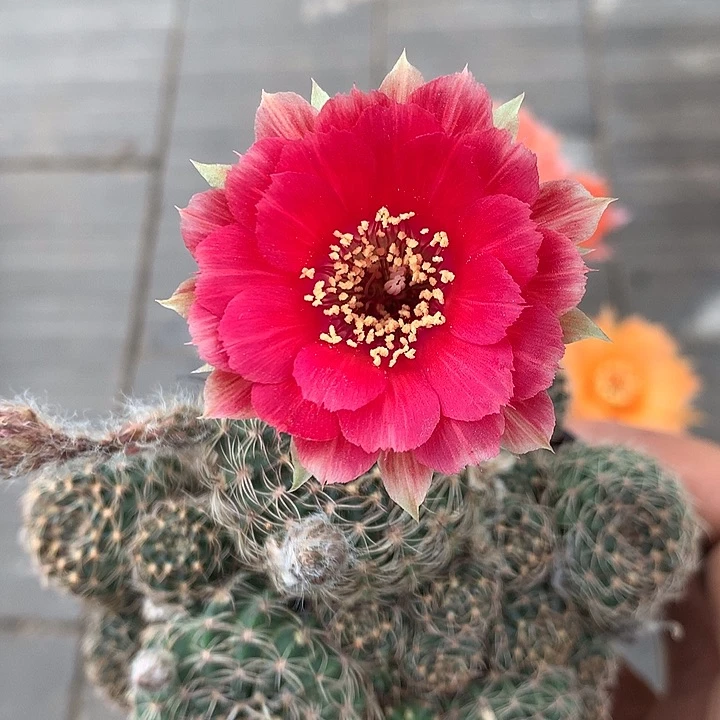 7135 实生丽花6厘米盆