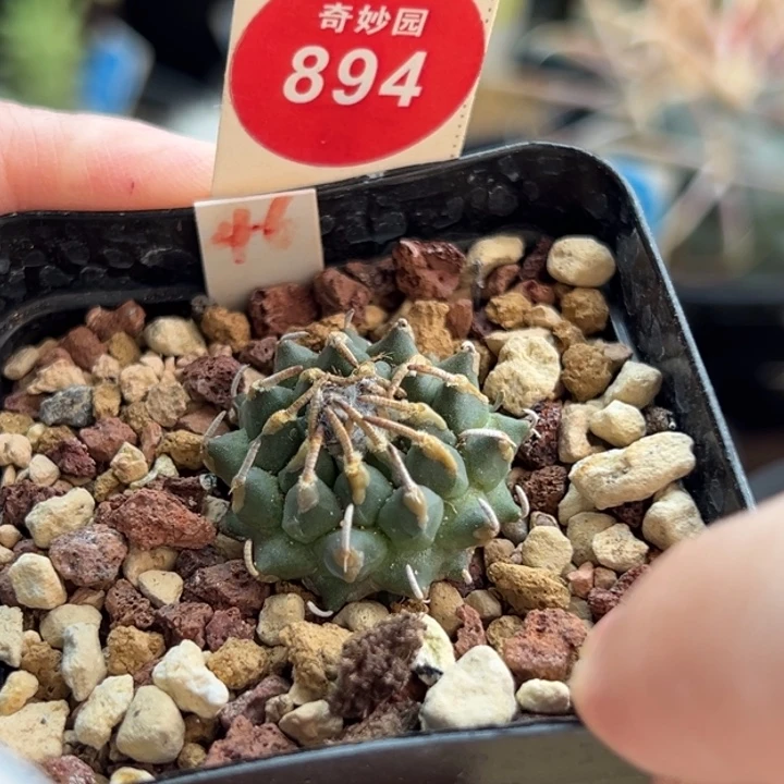 实生豪刺焦尤安德森娇丽2.5cm