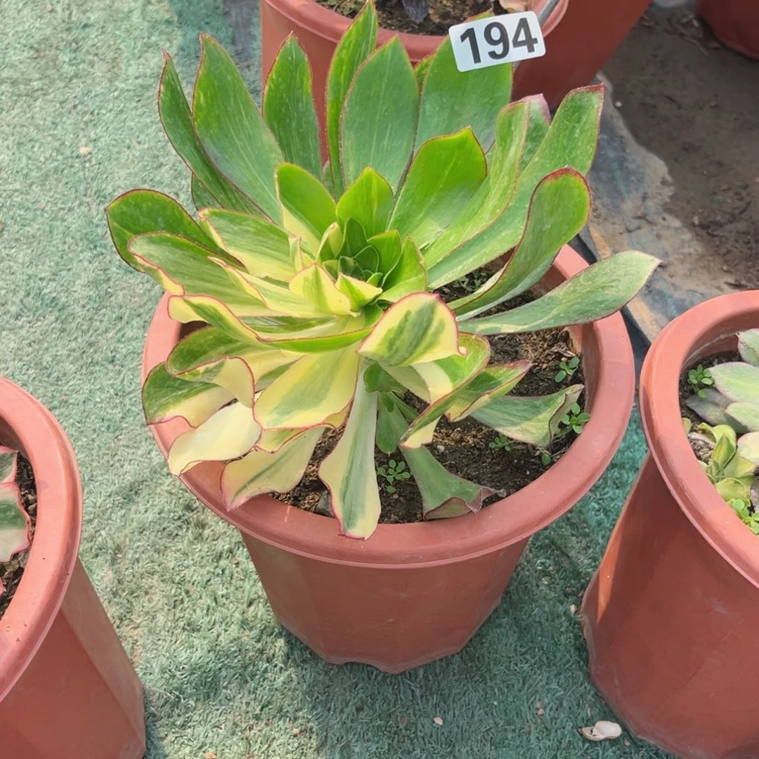 舞**空194魅影多肉法师