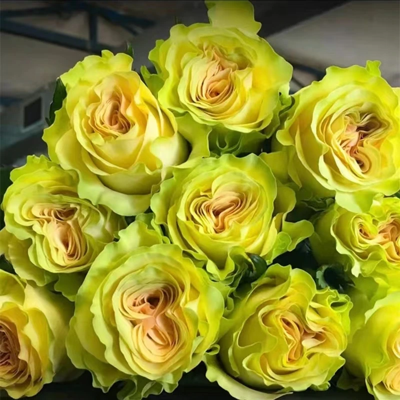 【碧翠丝】玫瑰花树苗老桩当年开花大花浓香月季老根花卉绿植盆栽