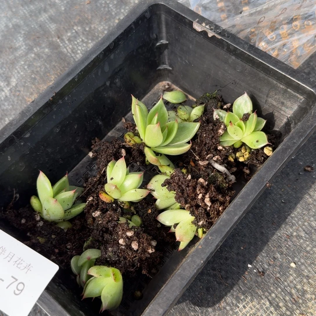 十棵惊鸿杂交东云量拍19-79