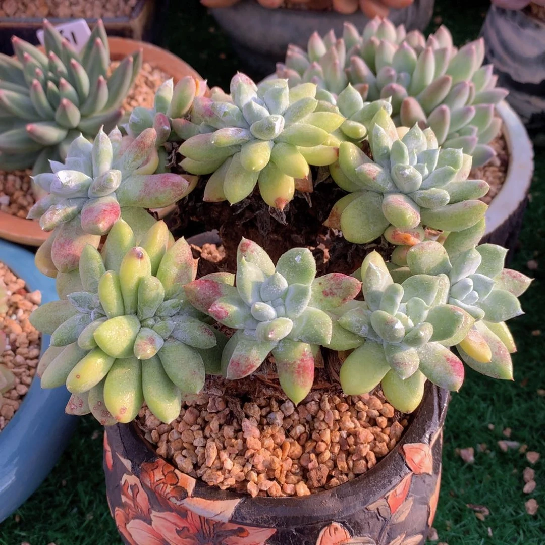 拇指杂16 公分一物一拍