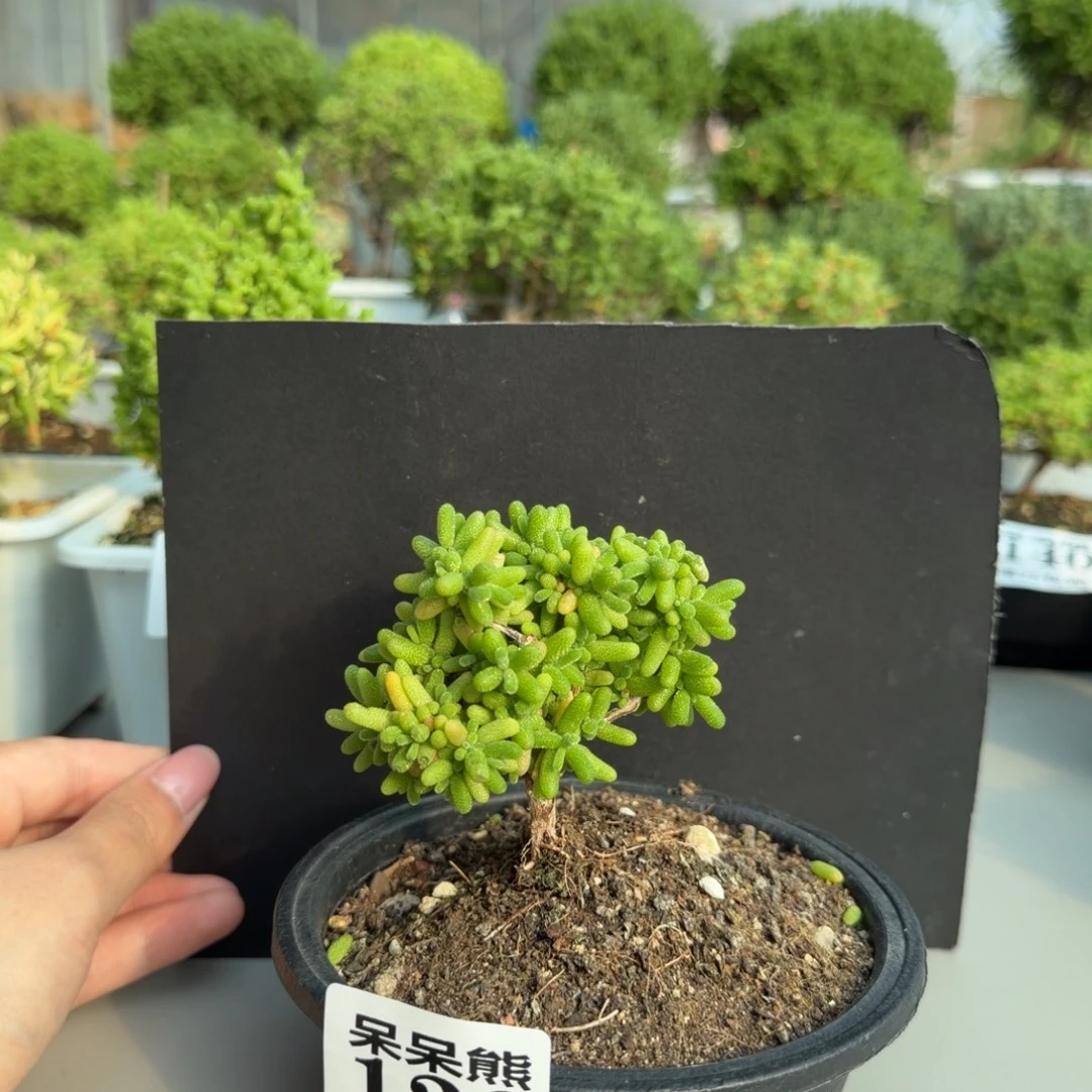 闪电购花卉园艺139