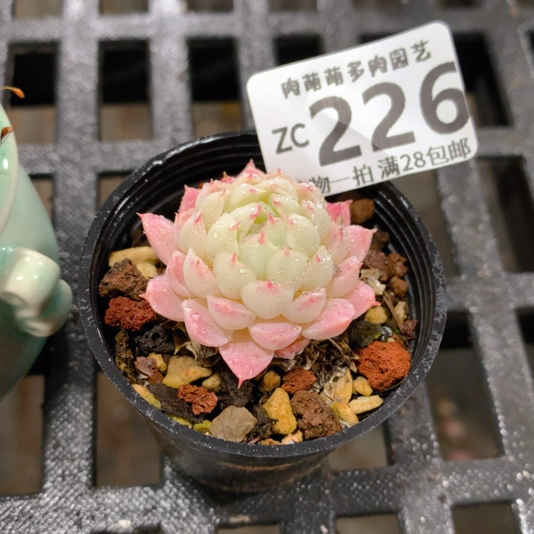 肉萌萌拇指盆精控多肉ZC226