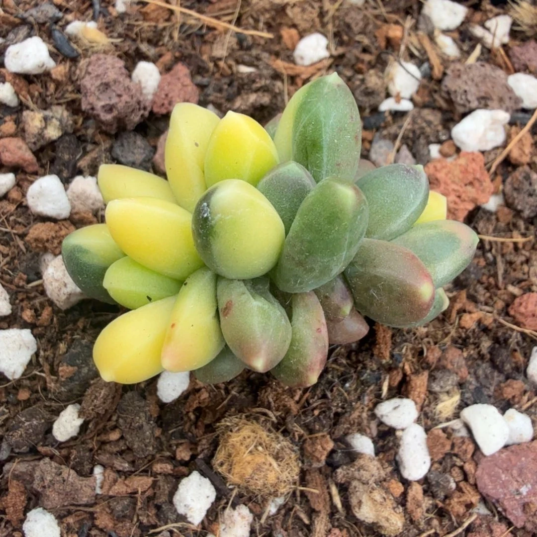 千代田锦一群的价格