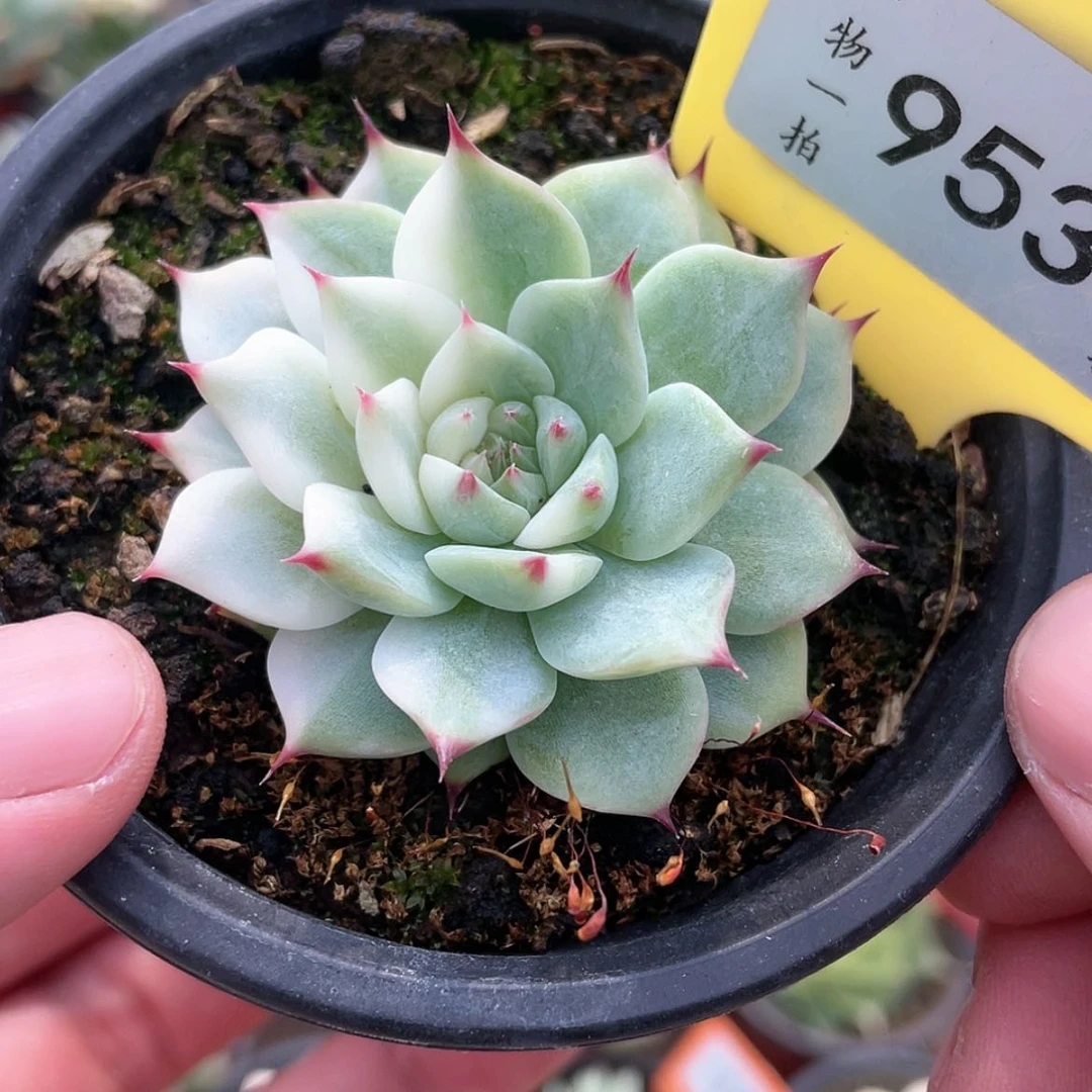 【闪购商品】无花朵953