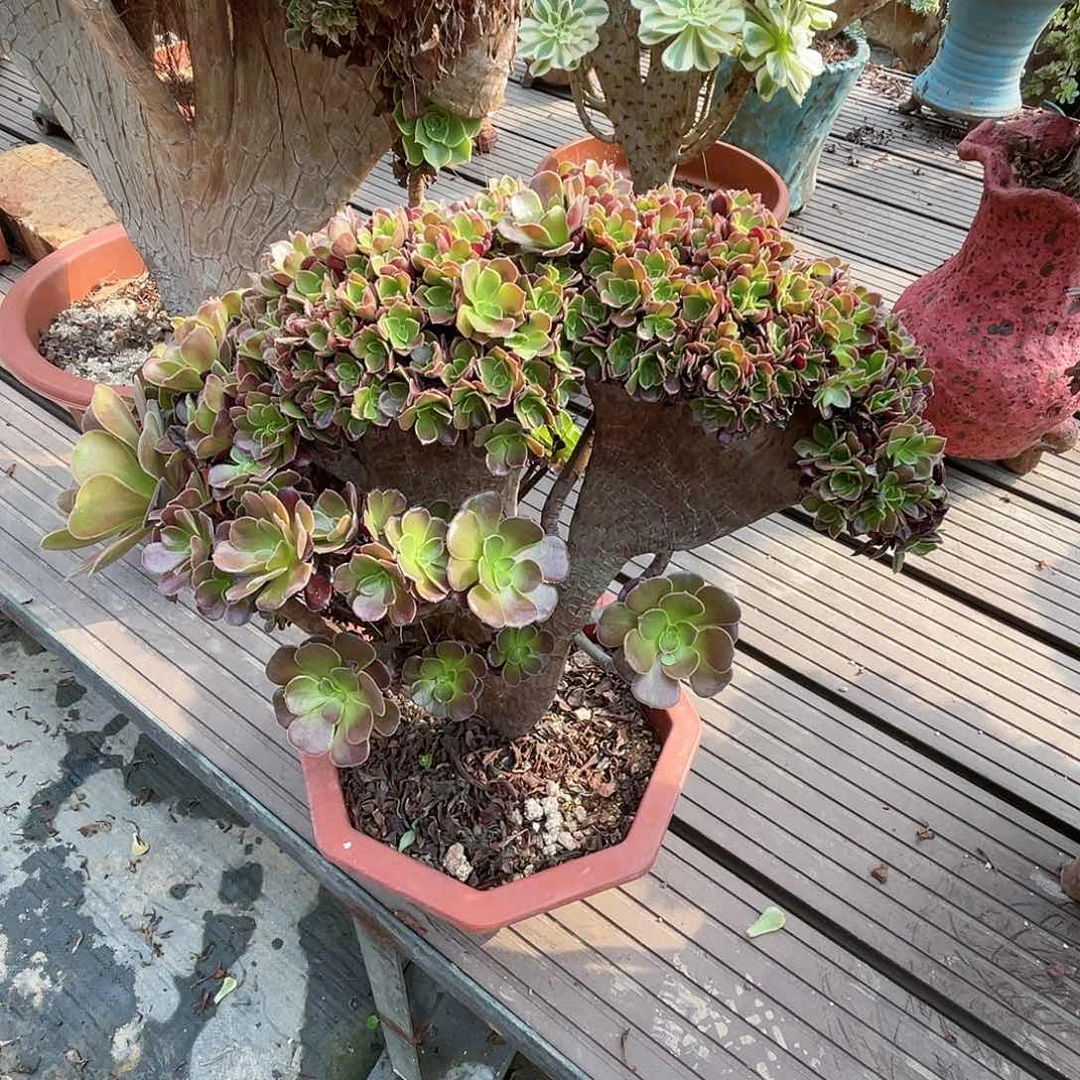 【闪购商品】全部花朵梅花