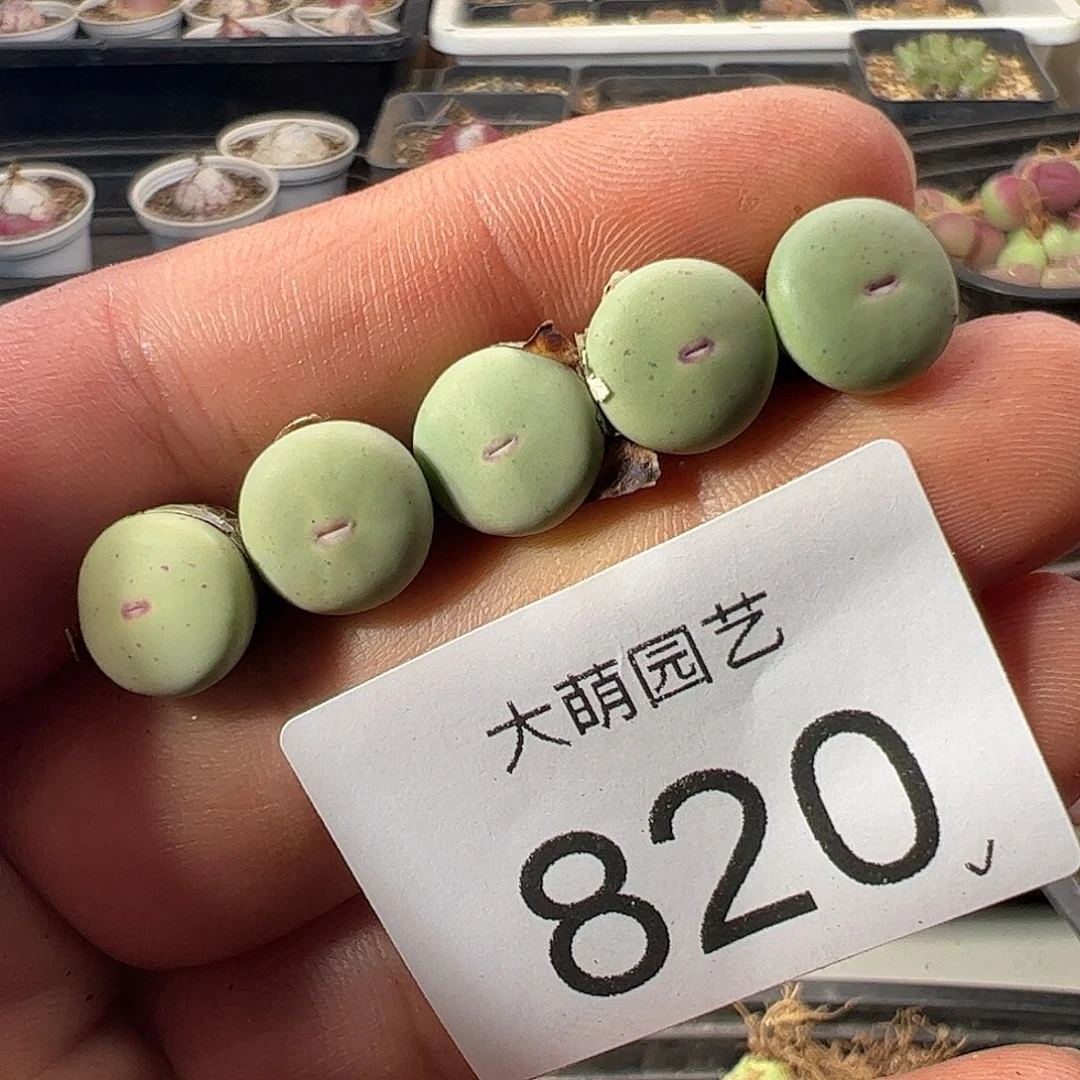 一物一拍。     820
