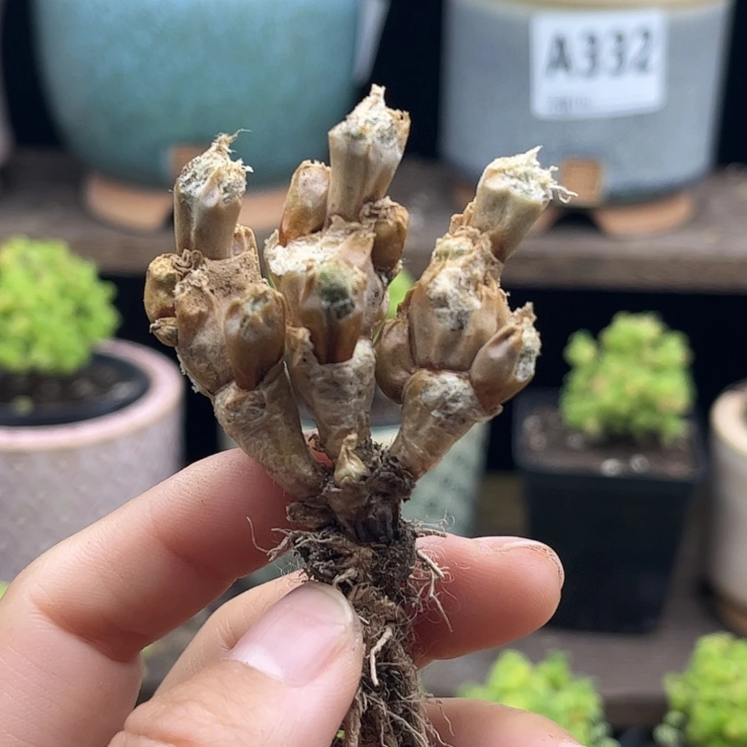 小***七碧光环优选枝干番杏