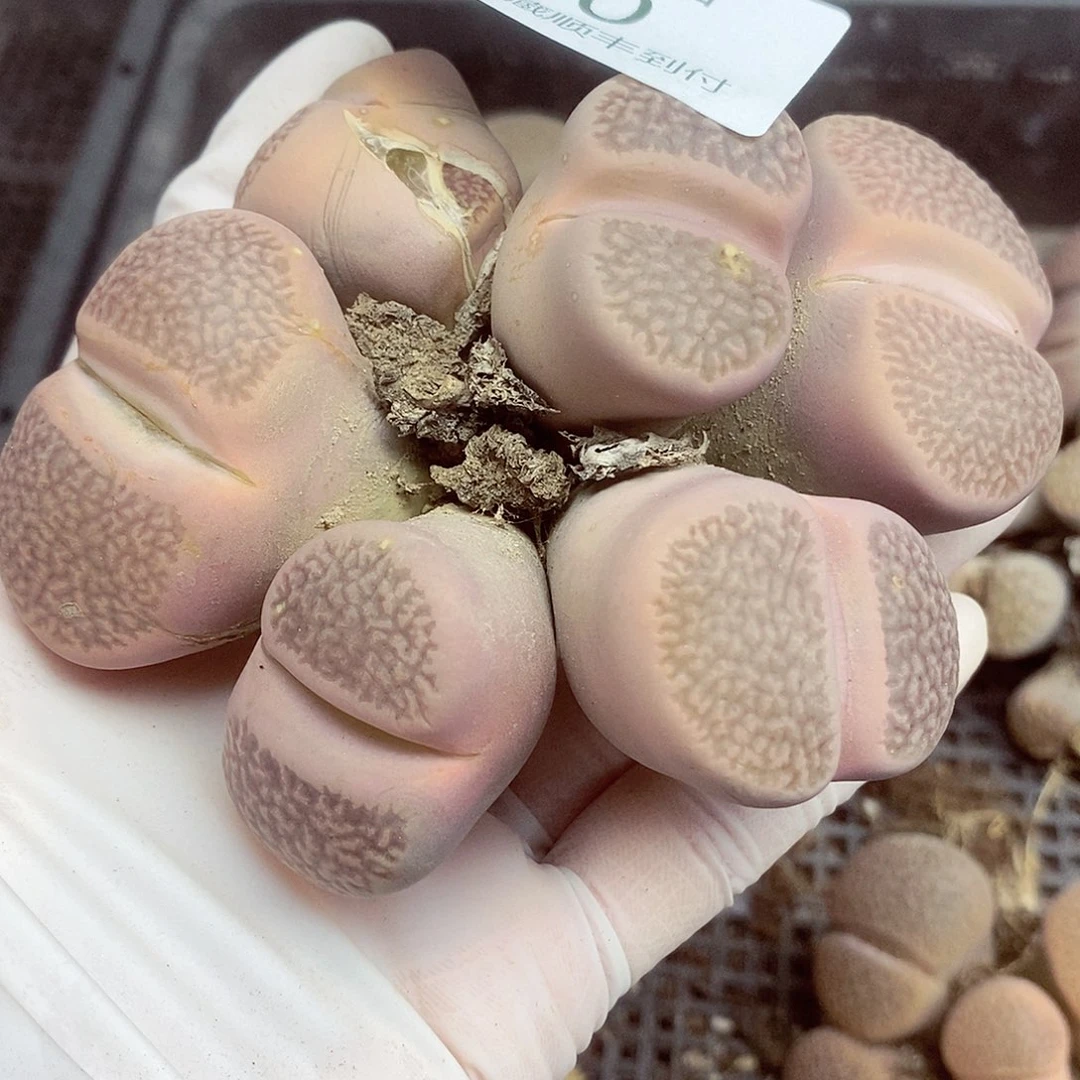 我想说我们不认识呀啊380