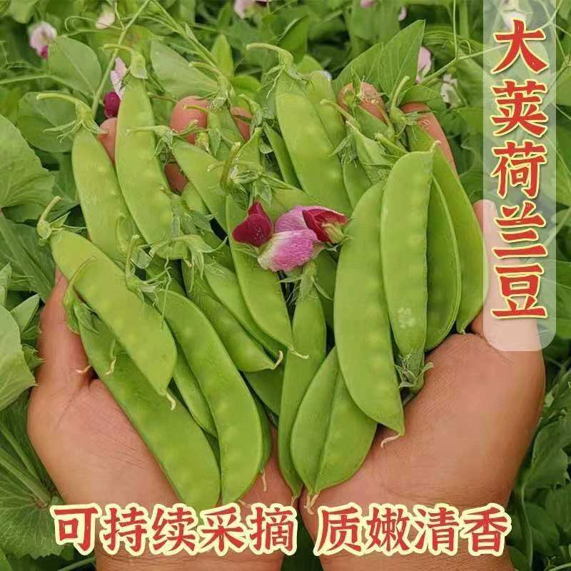 【大荚荷兰豆种子】菜种籽四季菜种荷兰豆种孑蔬菜农家菜籽