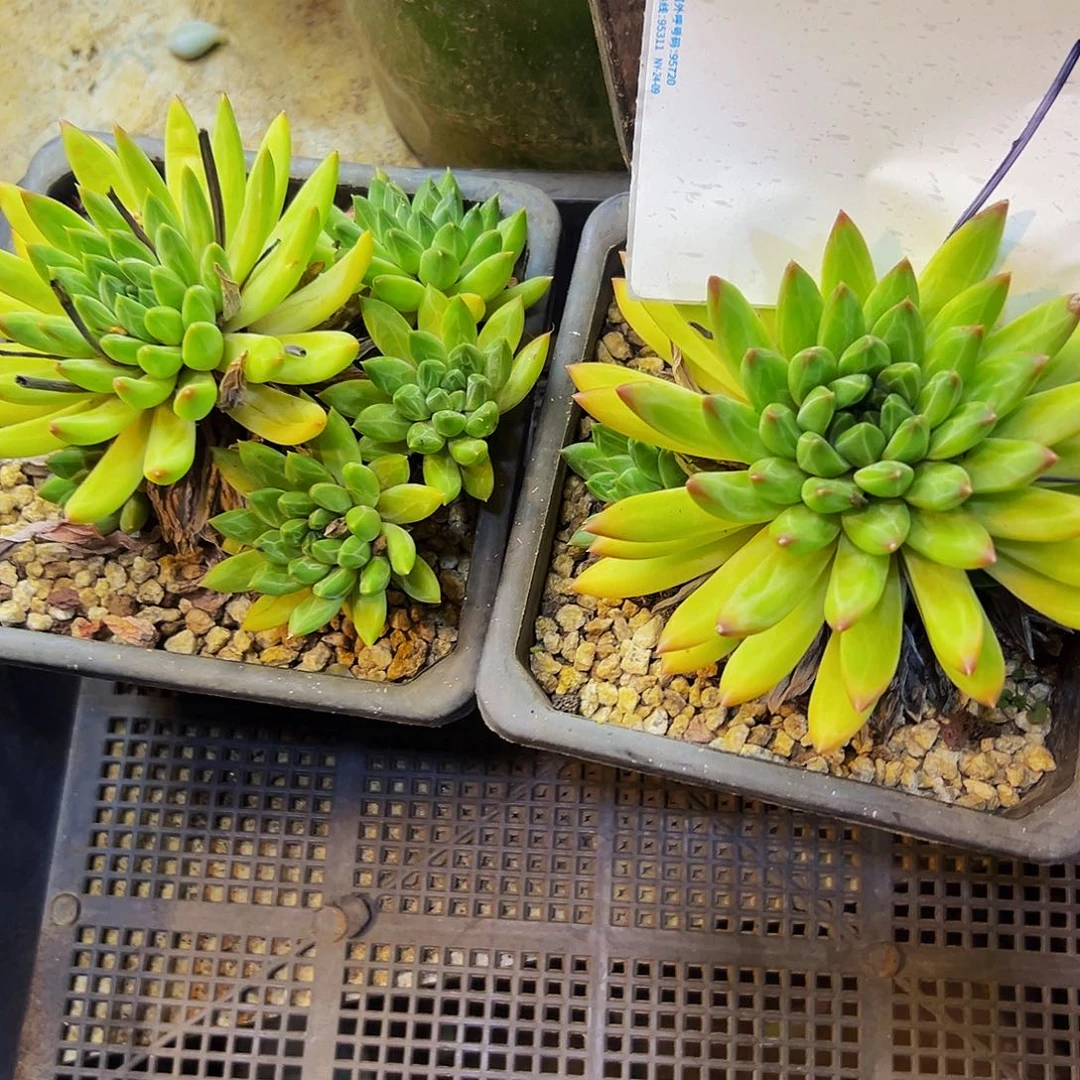 何***君1号一物一拍脱土包邮