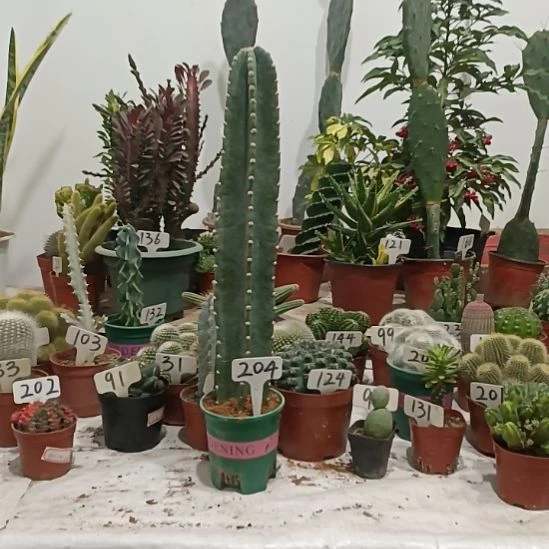 无花朵量天尺，，，，，，，，，，，