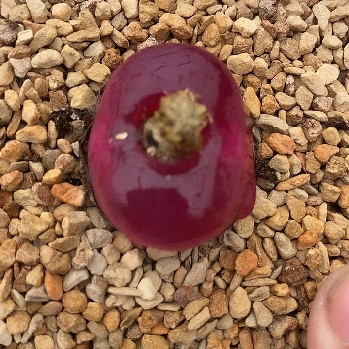 22552黑超毛母本一颗