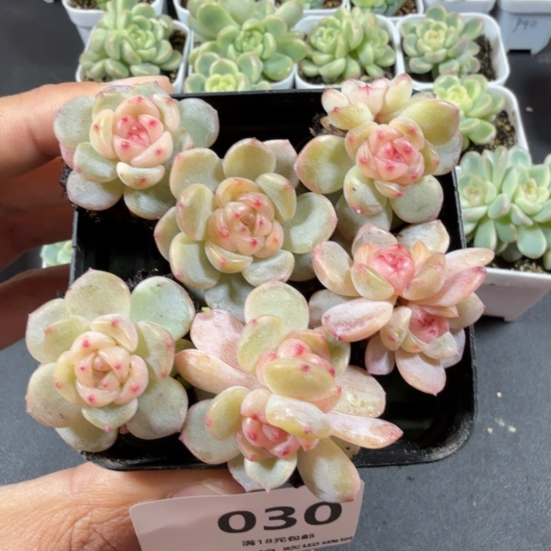 甜心六个一物一拍030