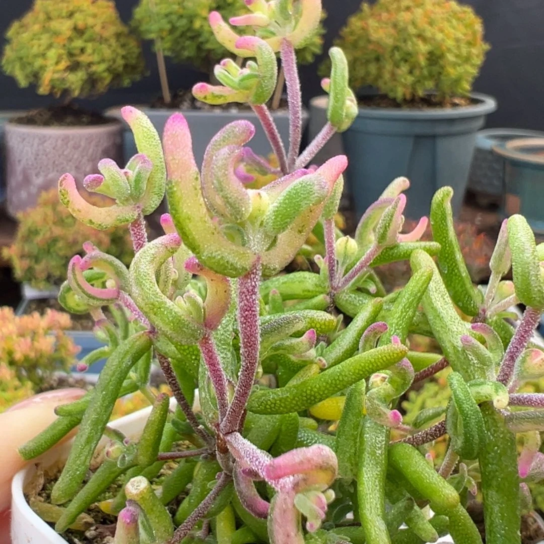 u836彩虹卷锦盆口5cm