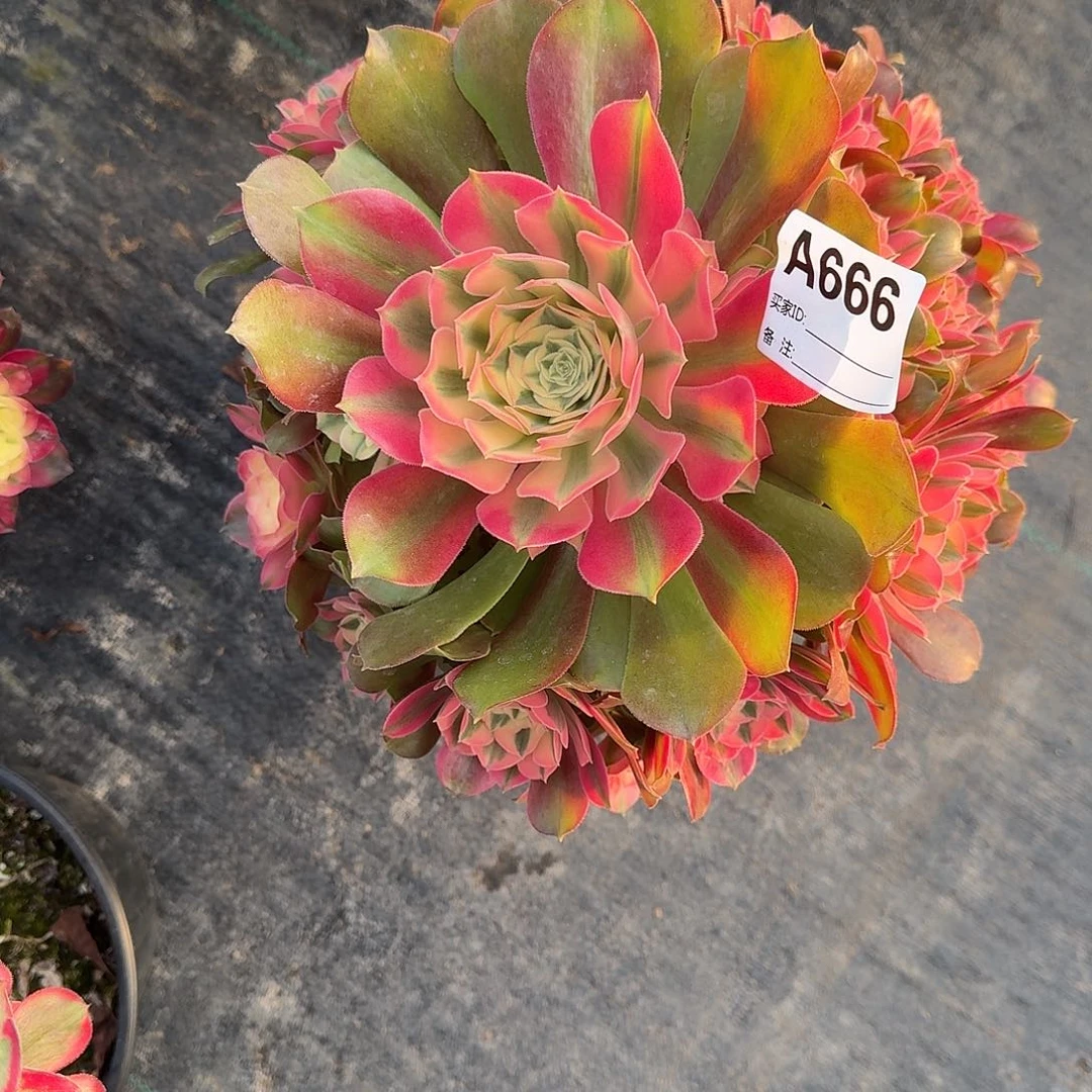 香妃多肉法师a666