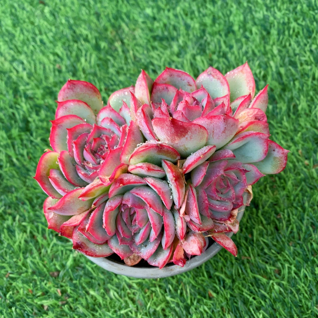 水晶玫瑰群7-9CM【花界草堂】精品多肉阳台盆栽新手易养一单包邮