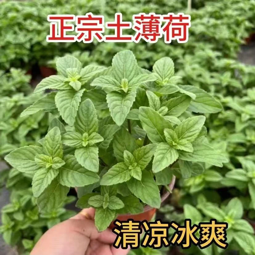 正宗中华土薄荷银丹草桌面绿植泡茶驱蚊室内外阳台盆栽食用薄荷苗