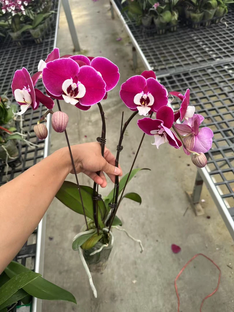 2颗双米歇尔蝴蝶兰，单颗