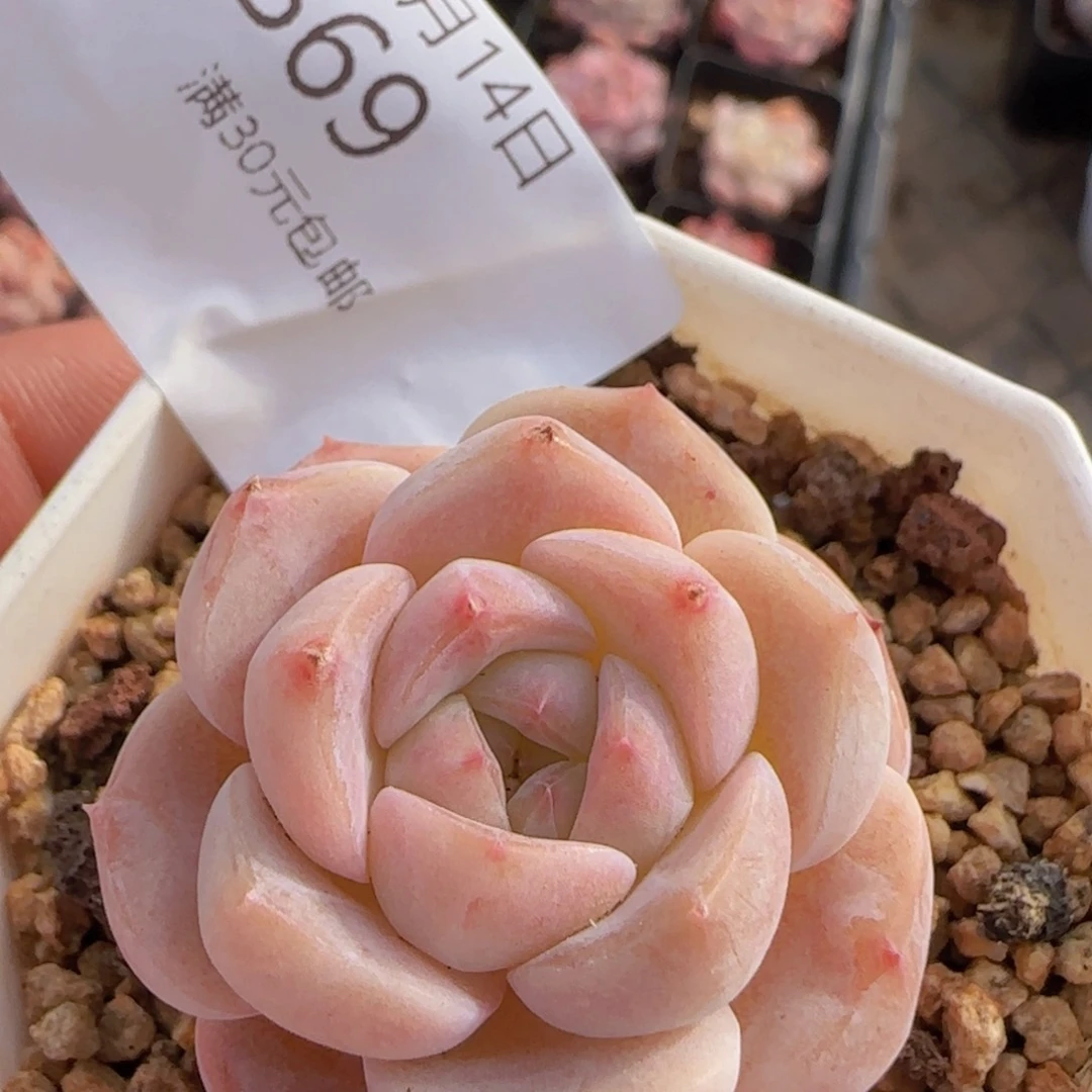 纯爱单头一颗脱土发货