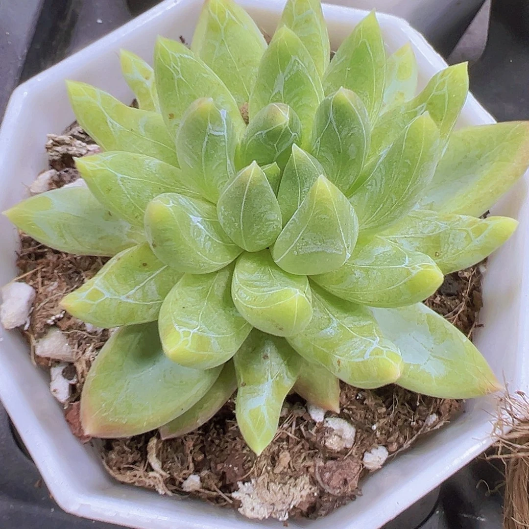 青提带盆带土多肉