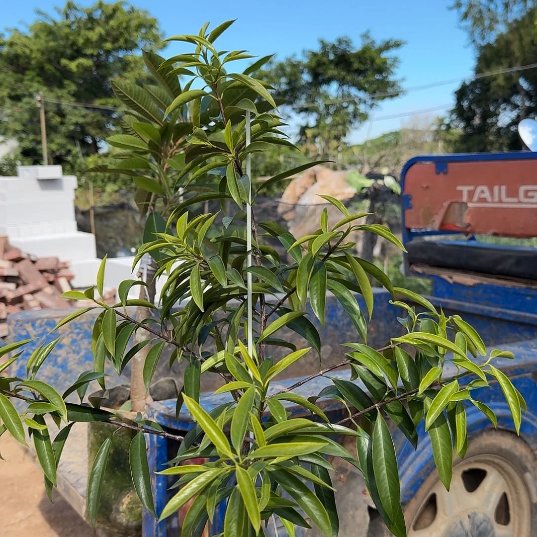 *****当前无花栽培后可以开花山竹