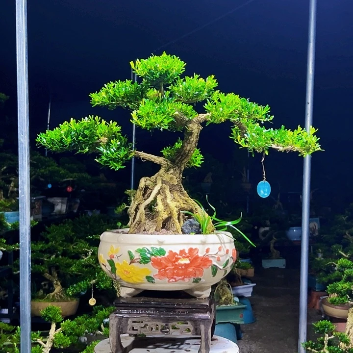 中***川无花朵黄杨木