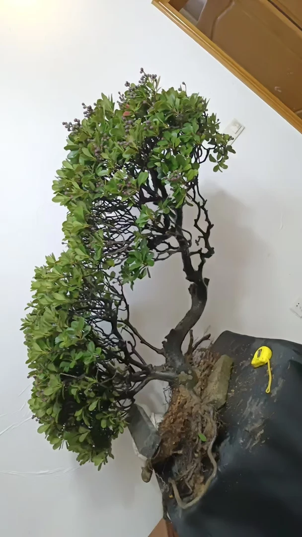 春花.栀子花绿植盆景