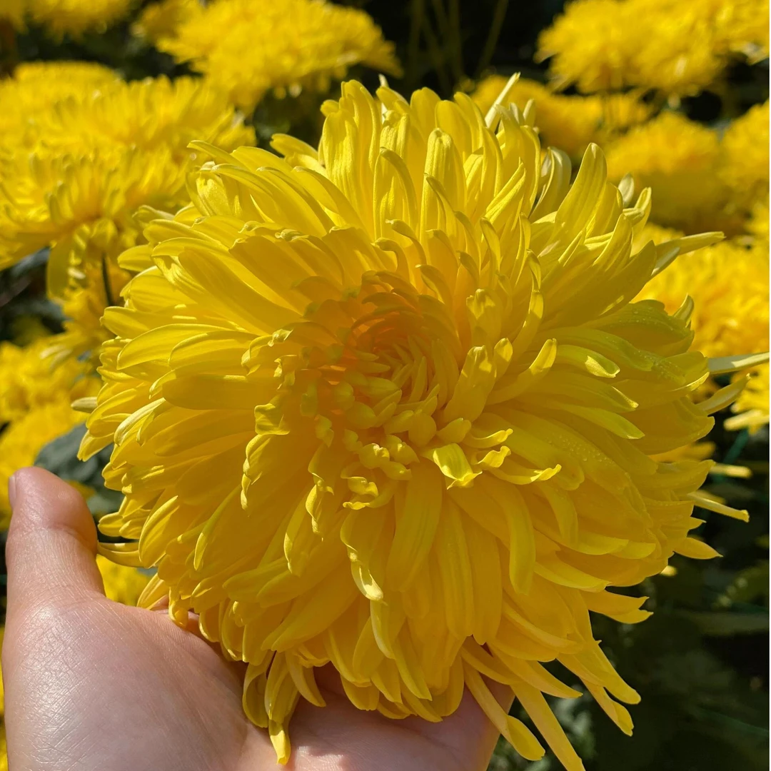 万盛农场可泡水的饮品菊花茶