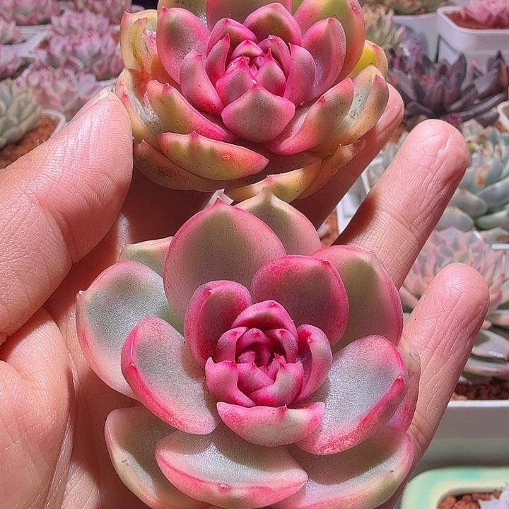 头盖紫水晶锦多肉植物