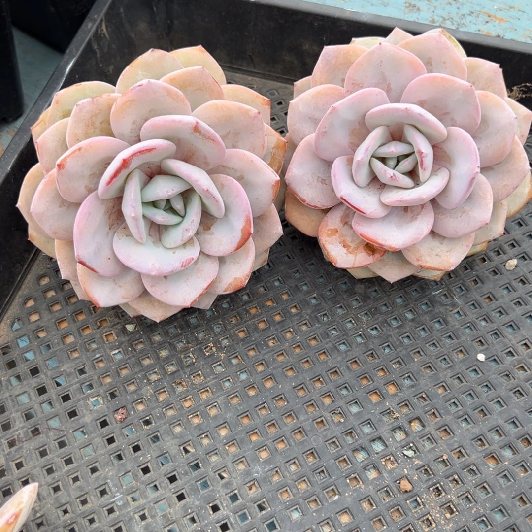 小*漆奶茶一物一拍