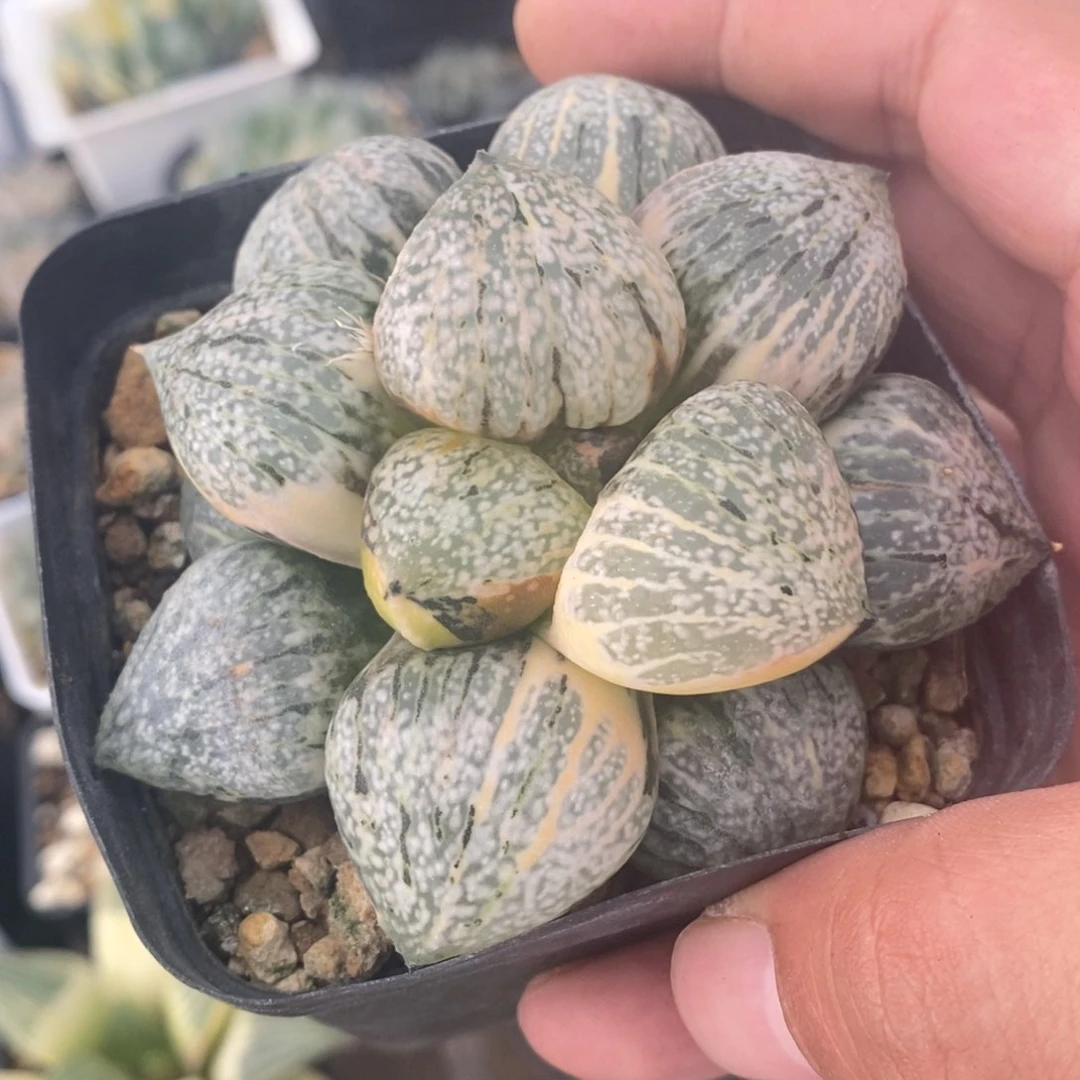 一颗实生丸叶白银锦