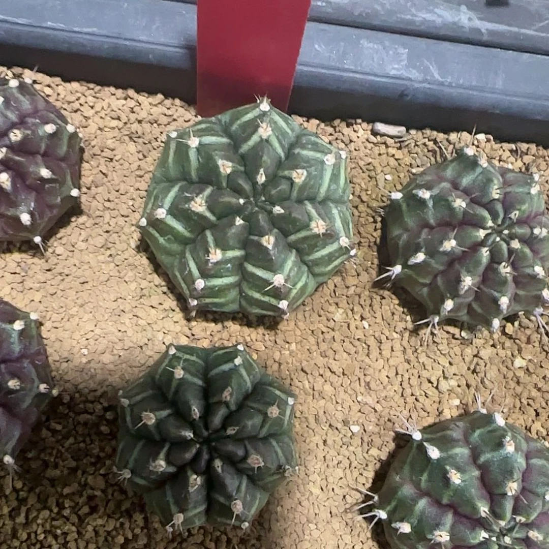 L726-0103泰国发货