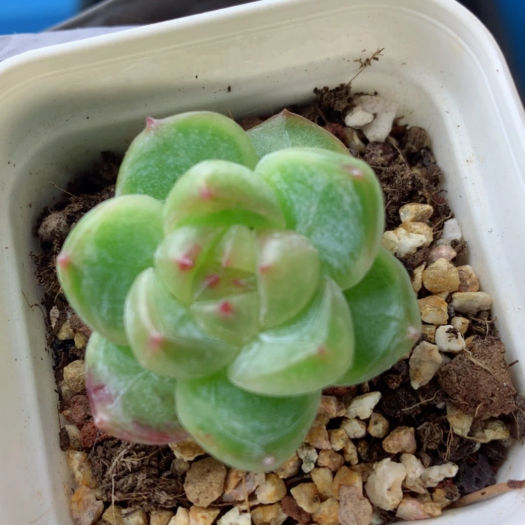 58包邮  群生不包整 118