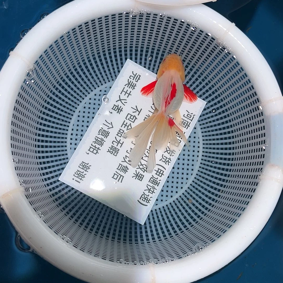 海水鱼34dddddddddd