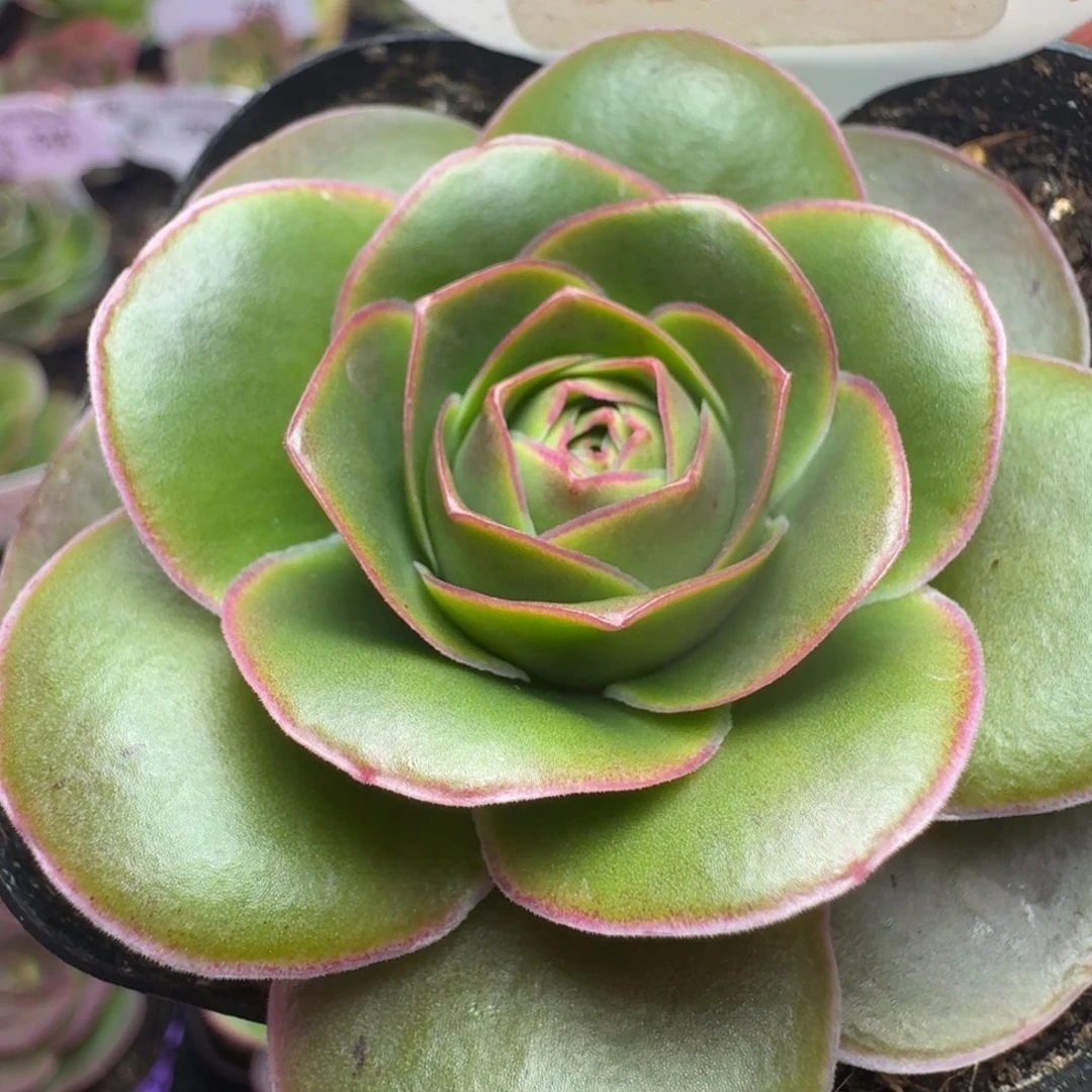 楹楹-119冠幅  6cm