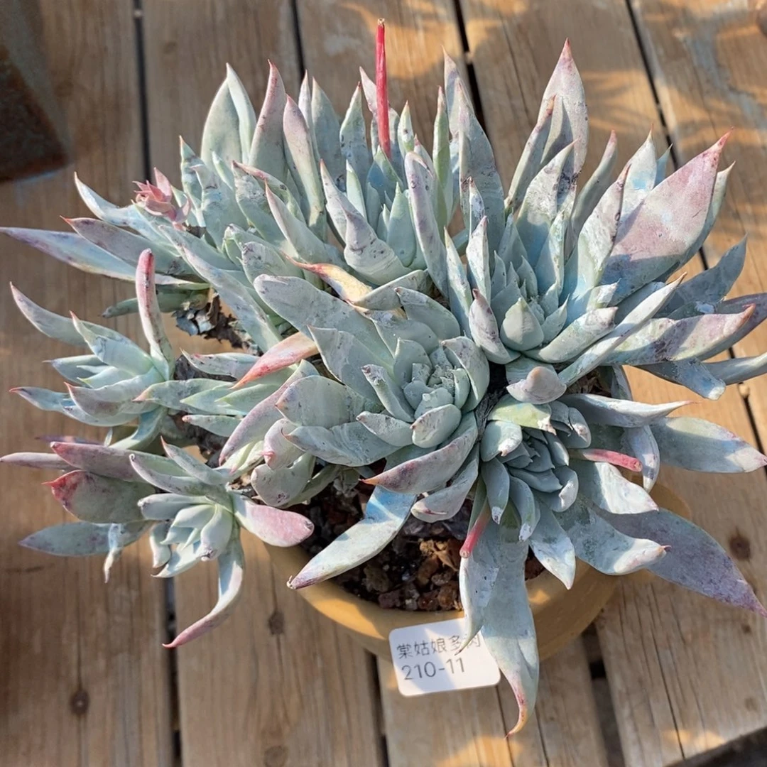 11号苹果叶粗腿子瑕疵