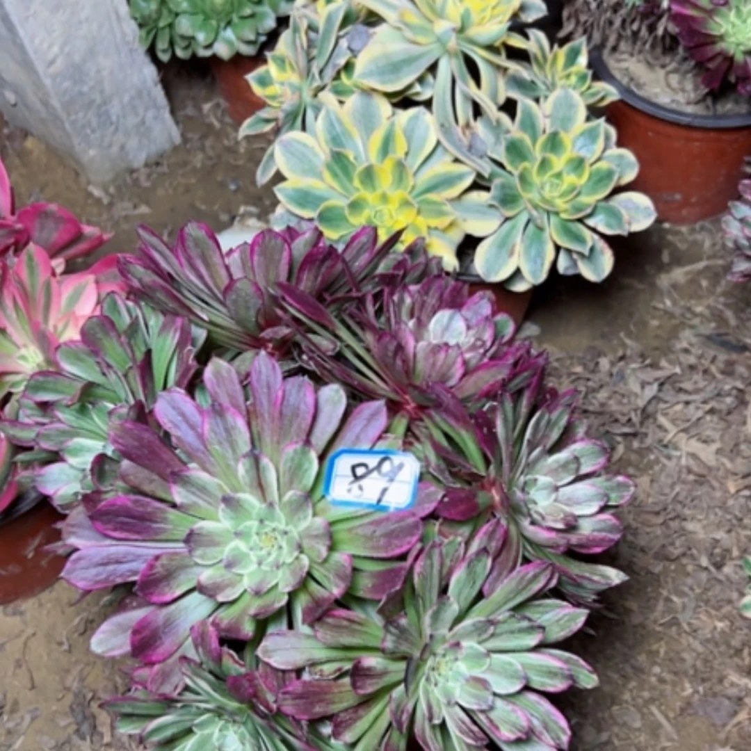 【闪购商品】2****8多肉植物水墨画89