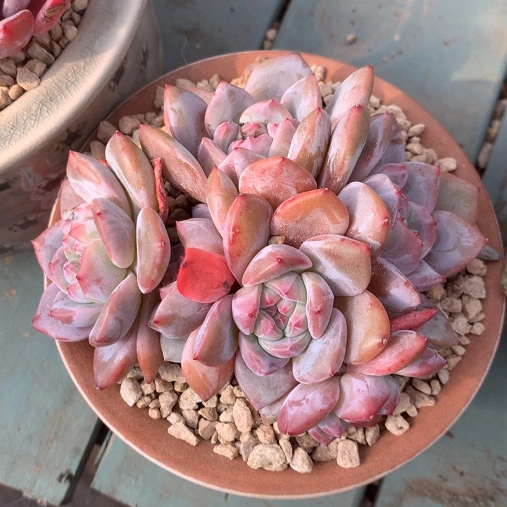 无花朵无砍哈哈哈哈哈哈