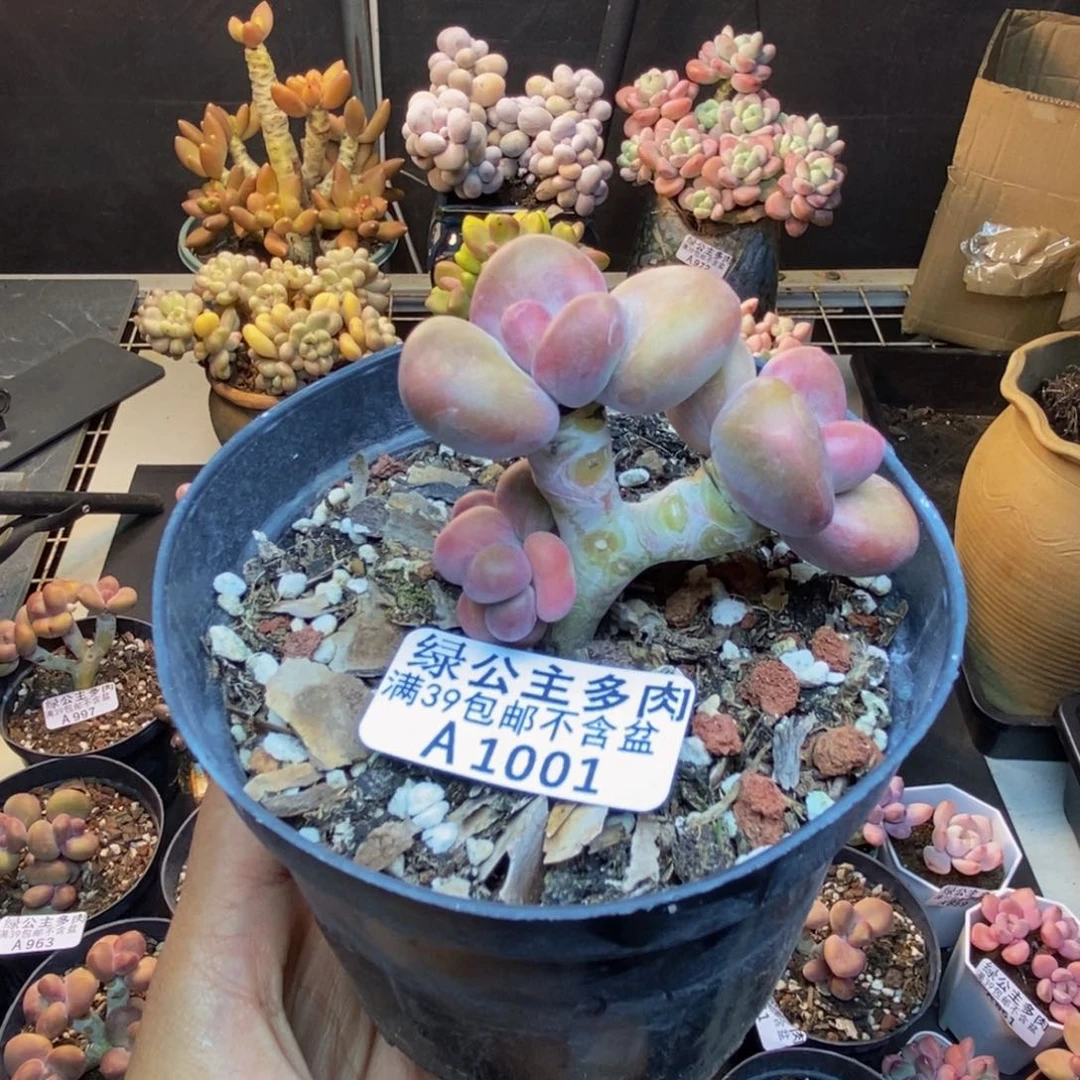 001芒果奶kk奶多肉5cm