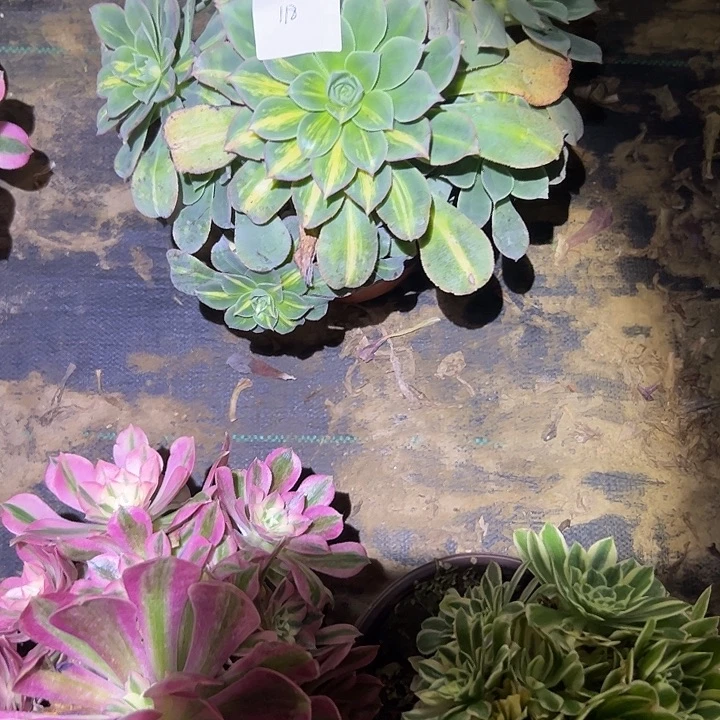 芒**人多肉法师植物链接118