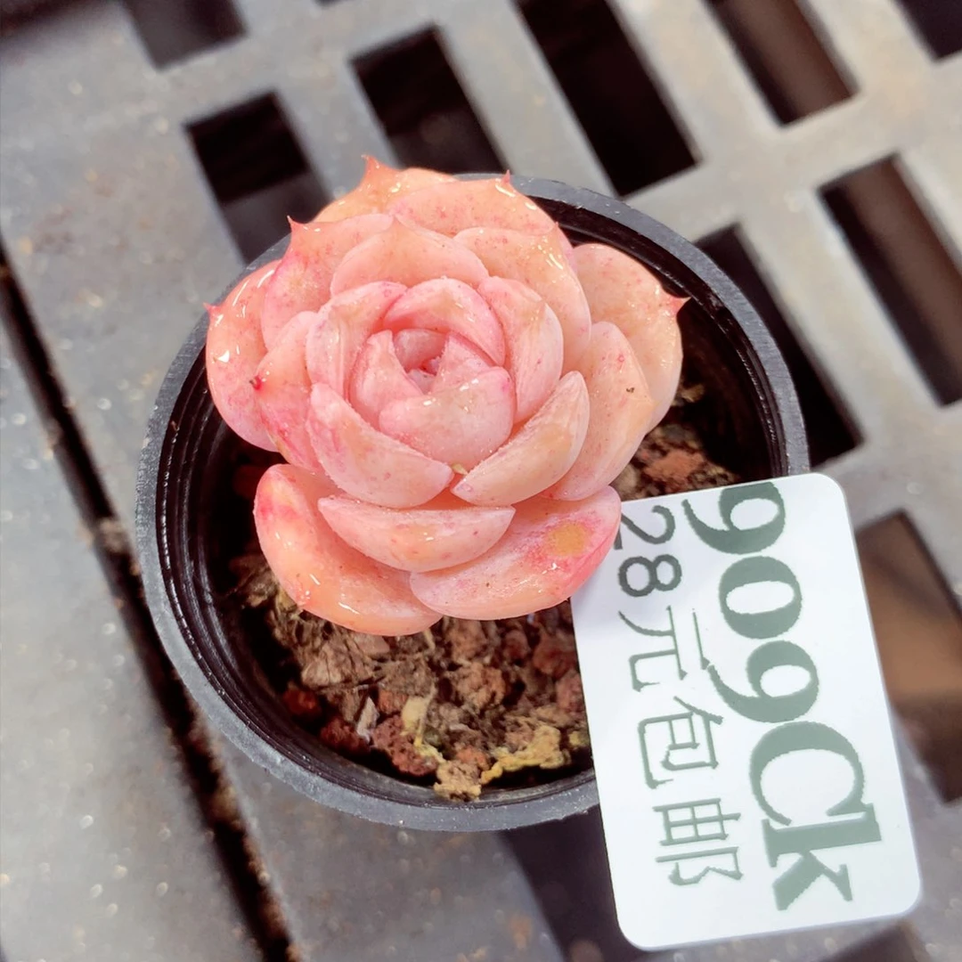 5厘米盆精控多肉909