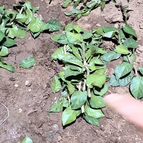 L*J020号五根叶仙枝条