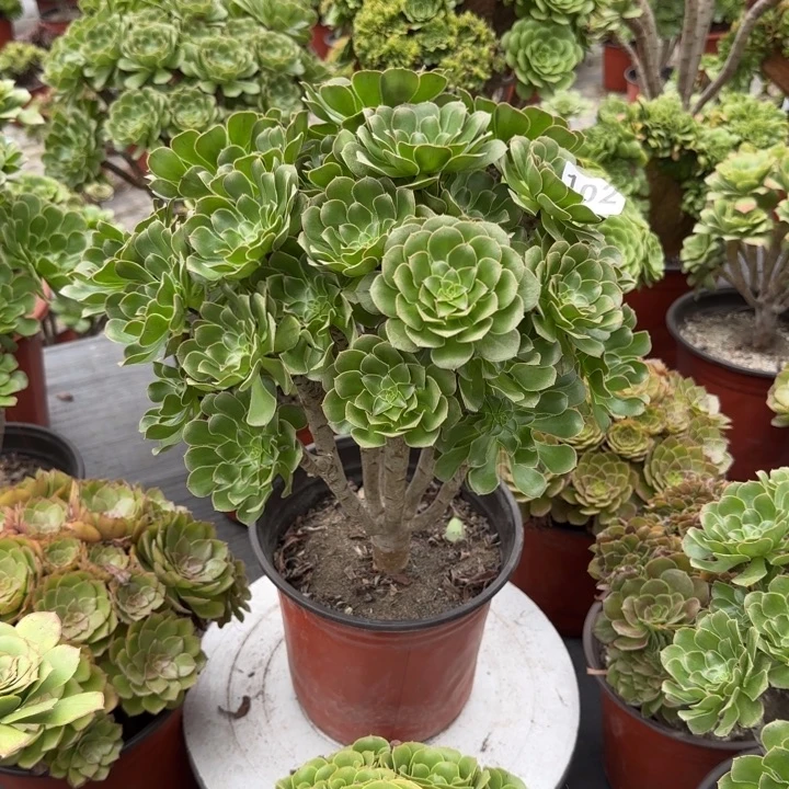 ****）多肉植物生长102绿
