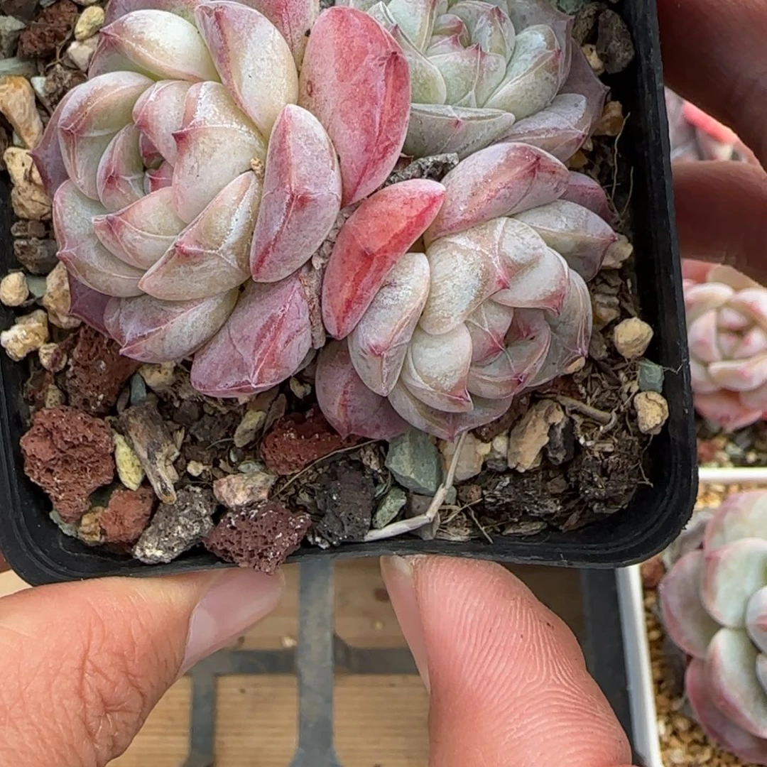 斯***斯冰魄1111111号