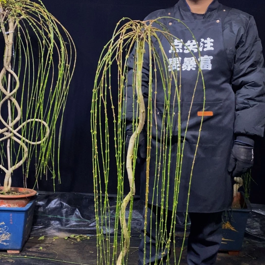 三台迎春，一物一拍，