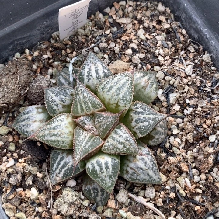 鱼*2111 一颗福利