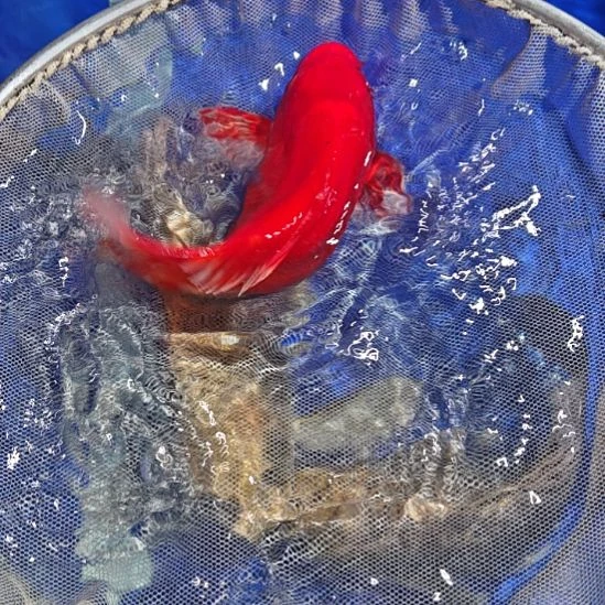 中国大陆冷水观赏鱼蝴蝶鲤